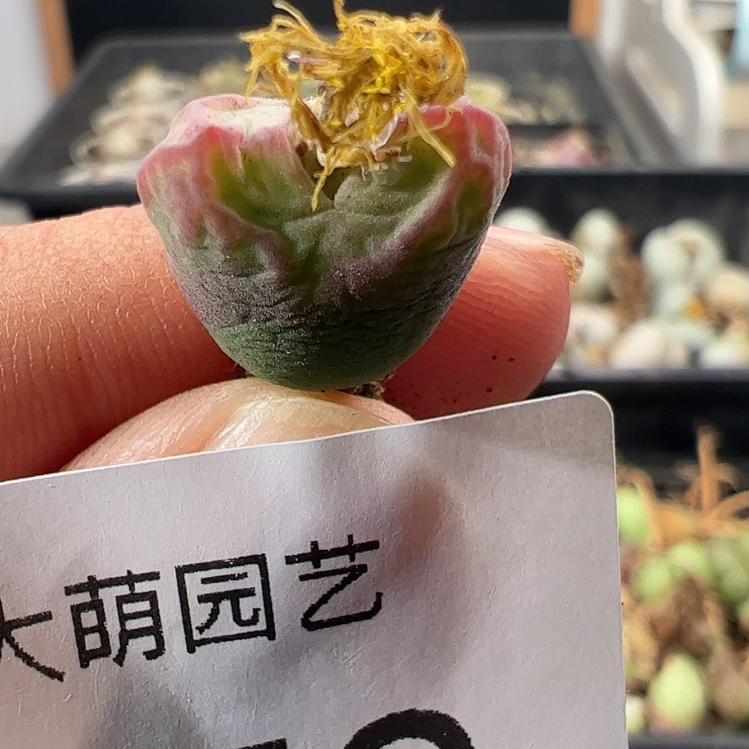 一物一拍。      476