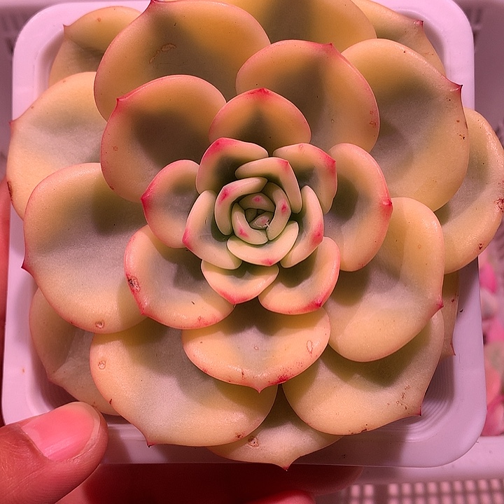 牛***蕉三文鱼锦锦锦锦锦锦