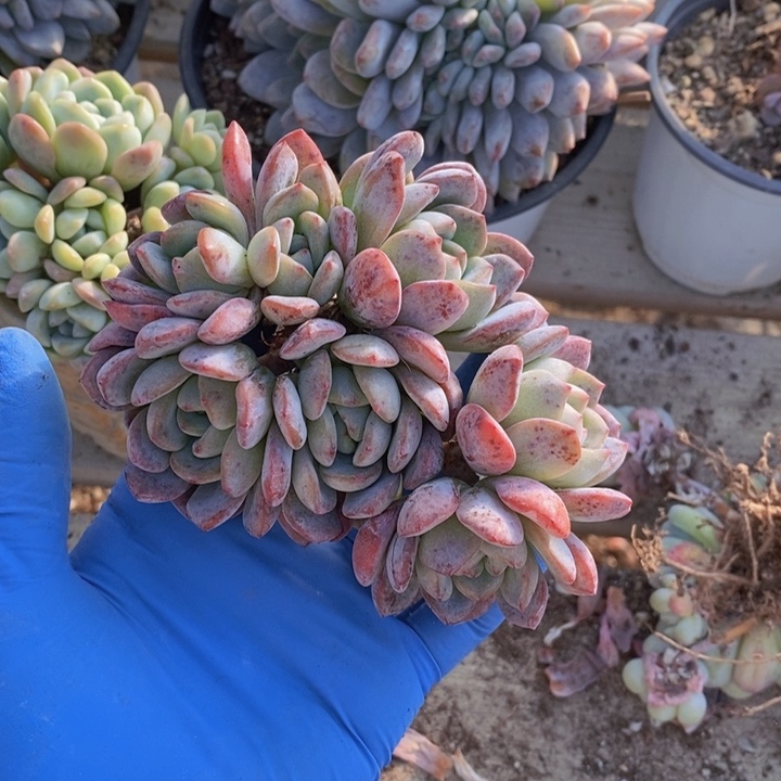 948全明星自然群7头，