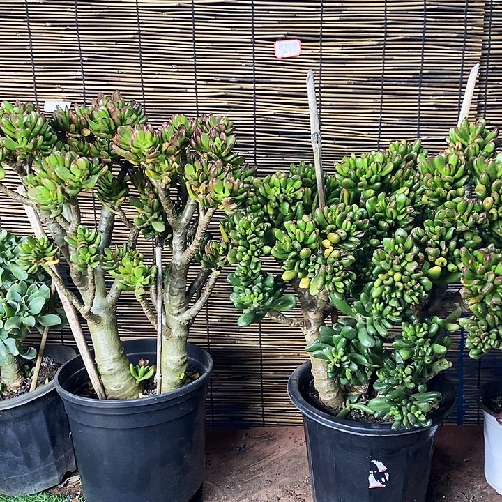 老桩招财猫一物一拍