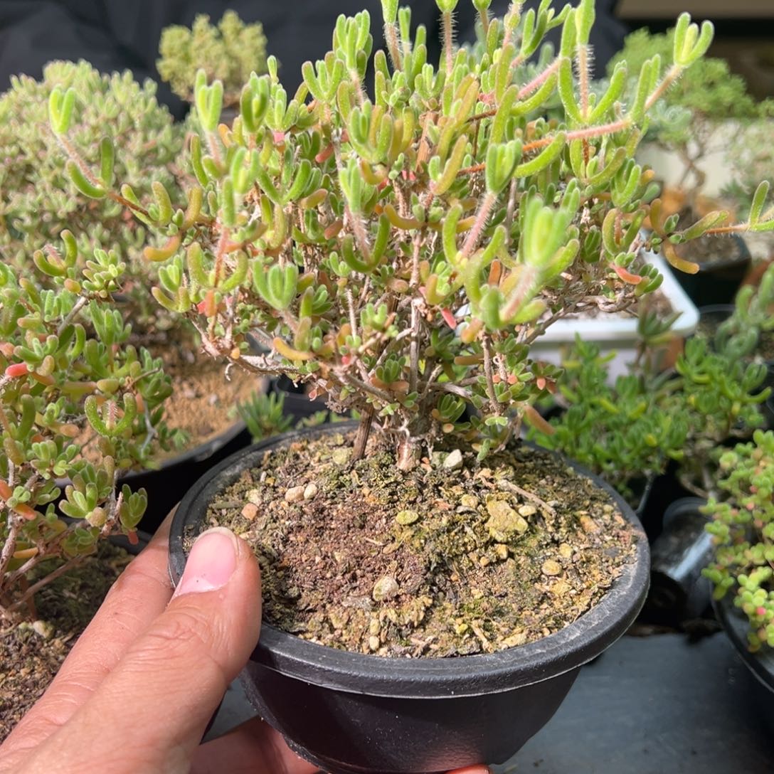 钻石黄化锦120杯老桩