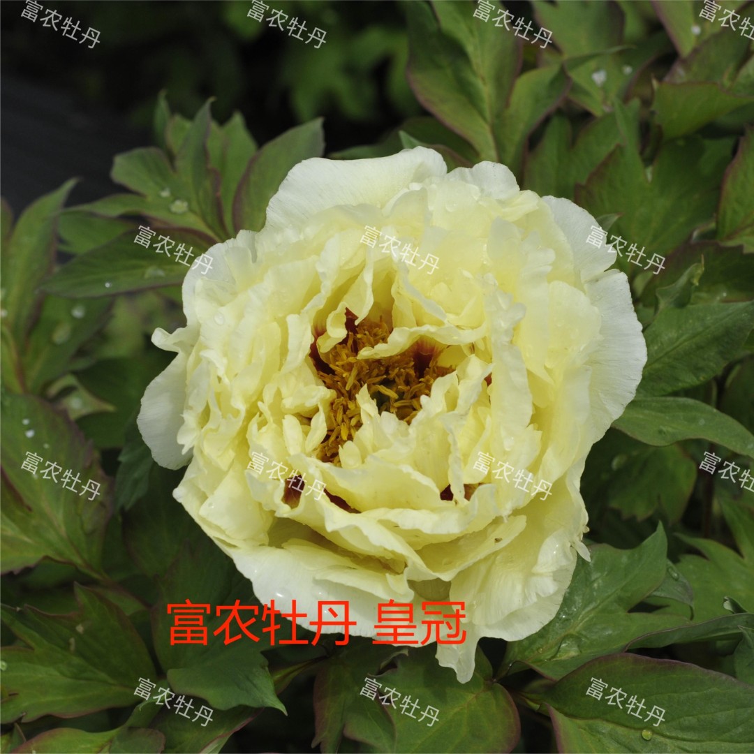 观赏牡丹芍药砧木嫁接苗黄色系