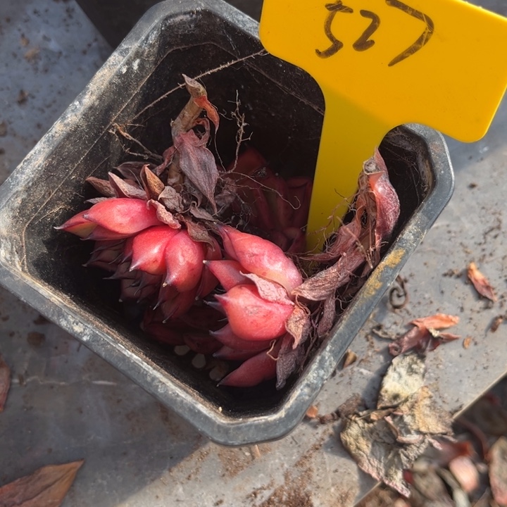 527多肉8888888778888