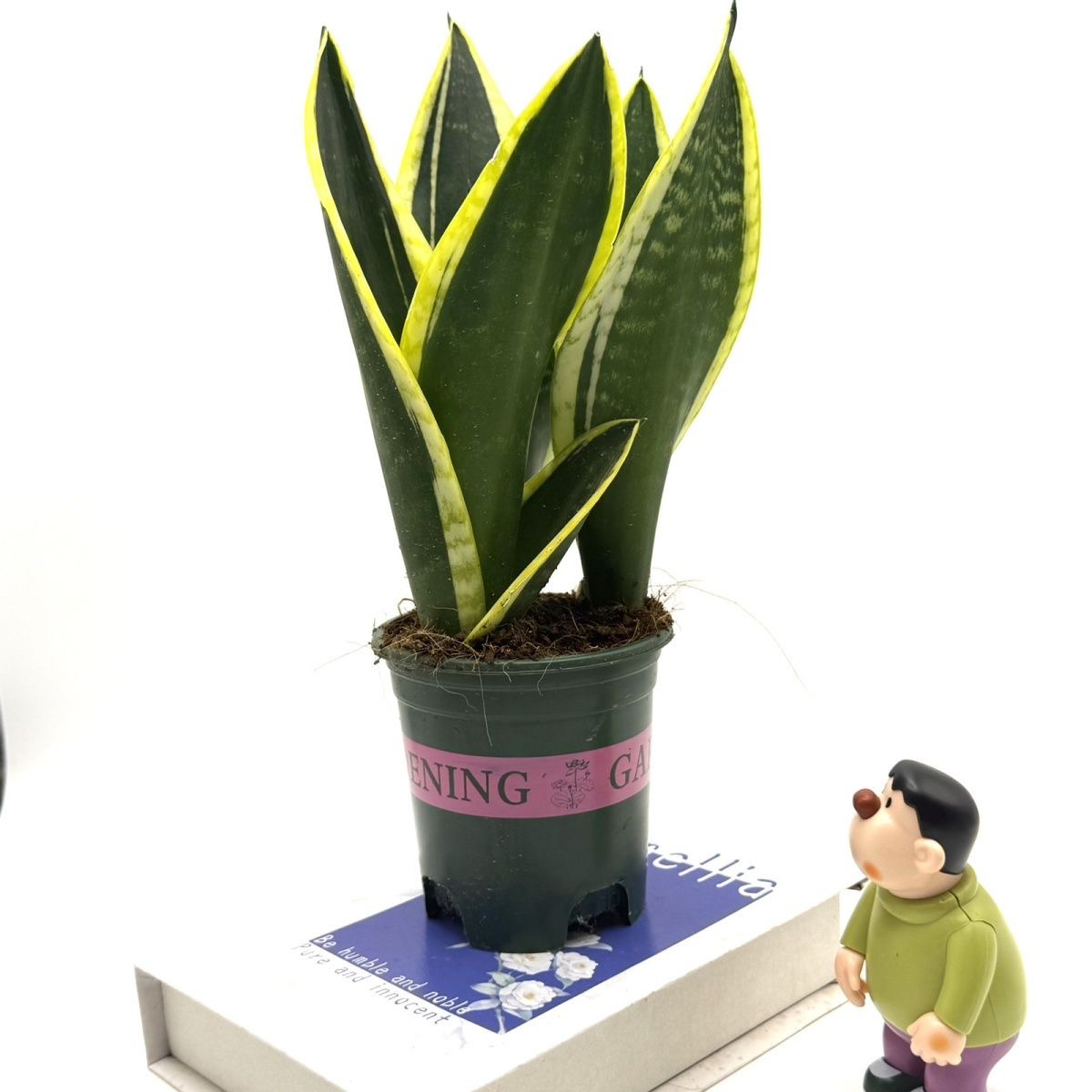 霸王虎皮兰新房吸甲醛多肉植物防辐射室内花卉绿植盆栽直销