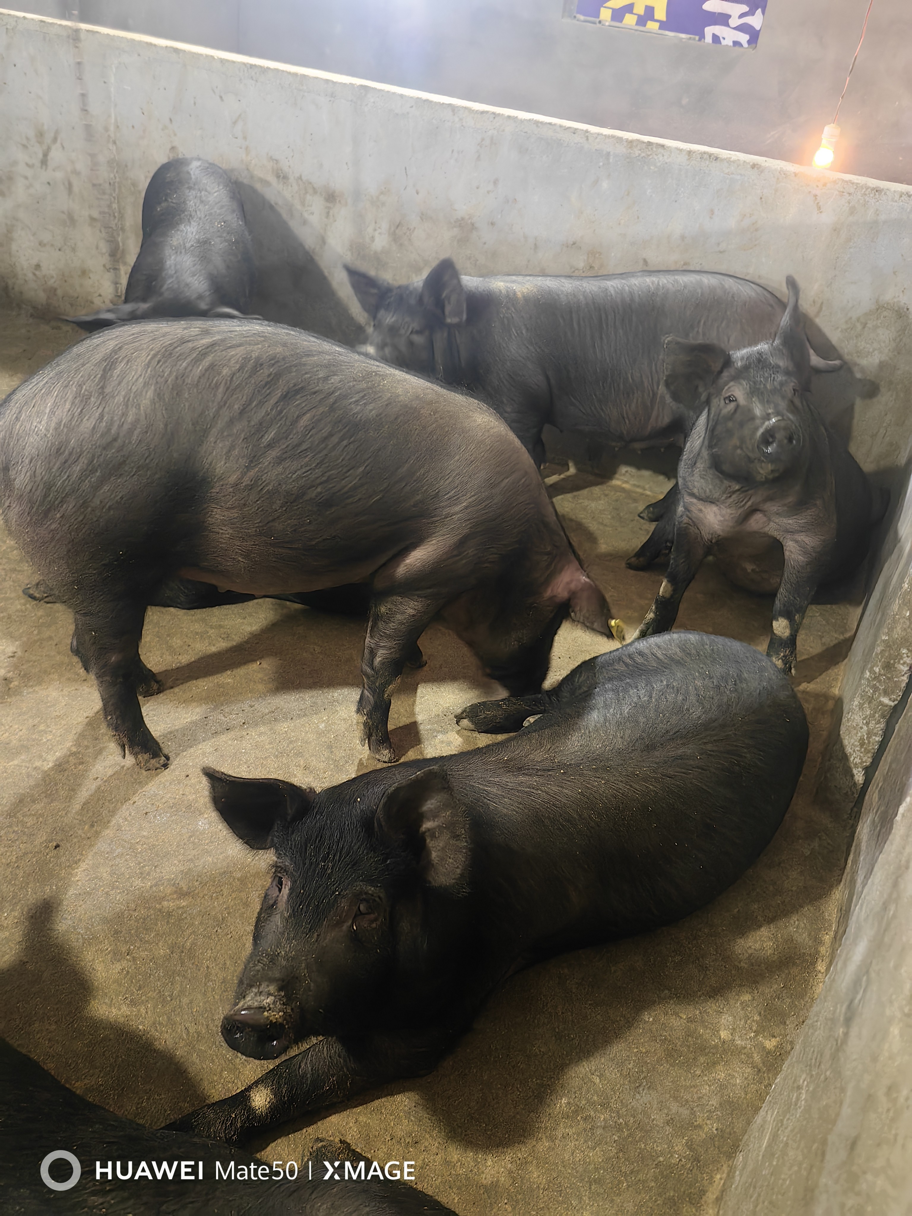 原种黑金刚母猪苏太母猪国寿母猪猪精