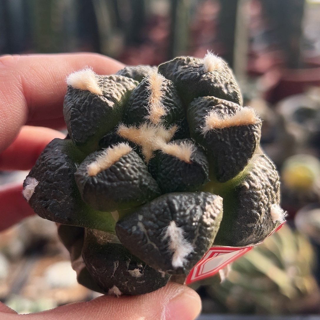 903连山新年快乐mmm