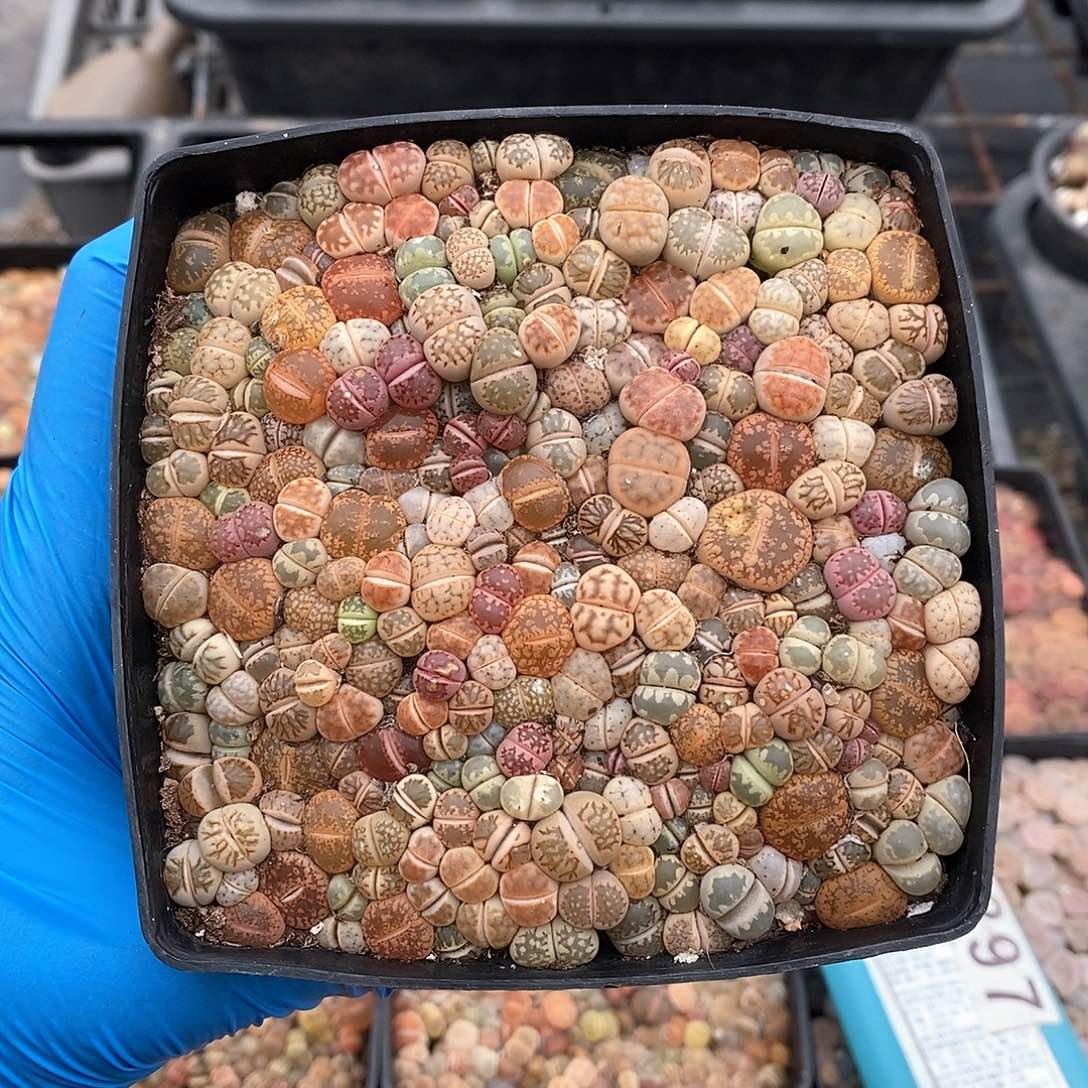 踏***?589 生石花彩套 带盆土