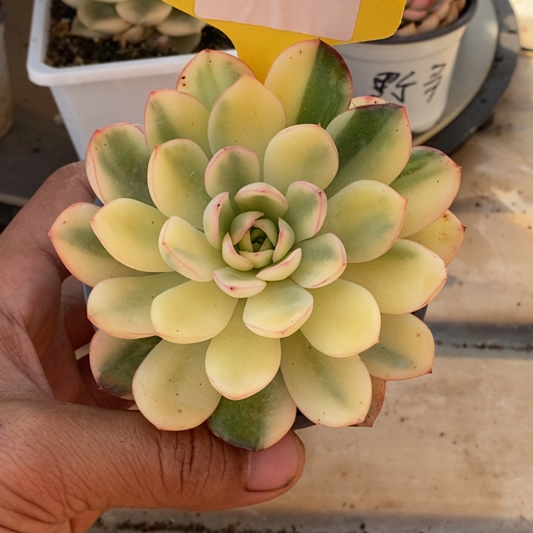 184雨燕座哈哈哈哈哈哈