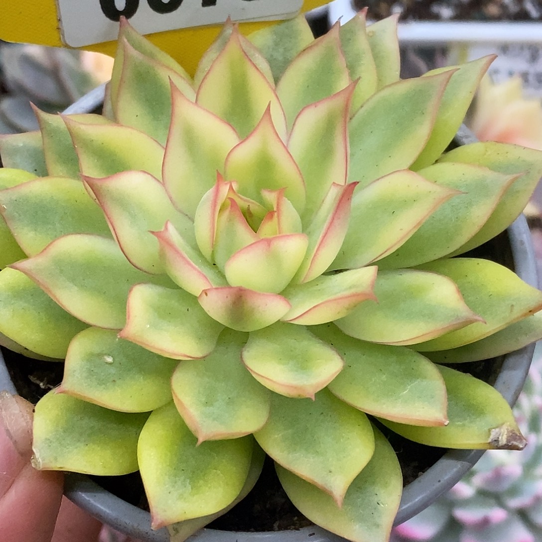 75宝莲灯福利哈哈哈哈