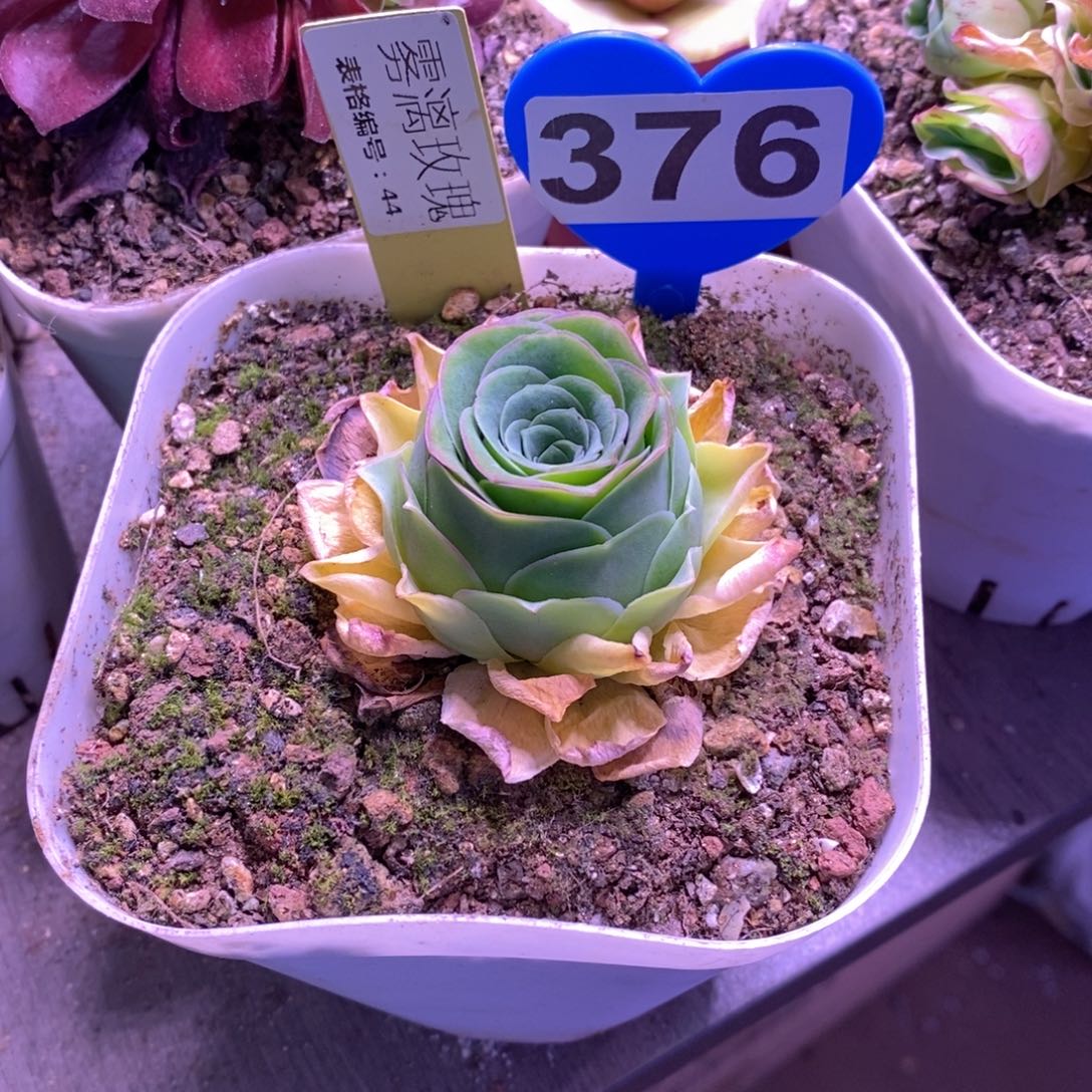 红陶开播福利376