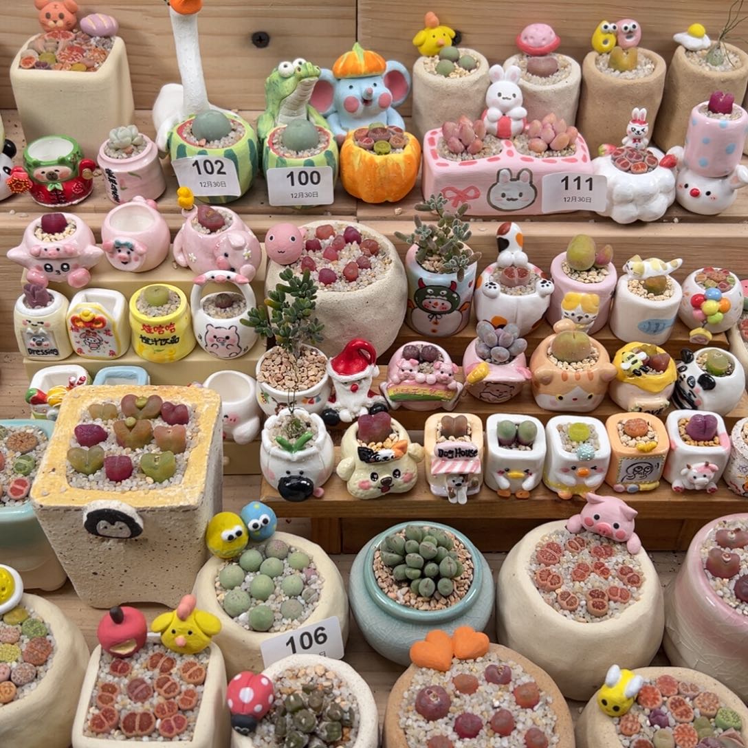 快***米多肉植物补差价的