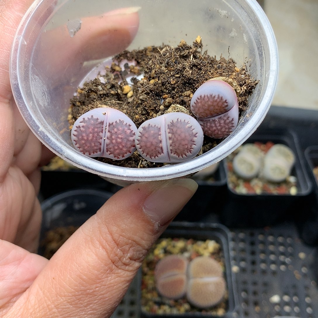 云****候K35多肉植物保护研究所