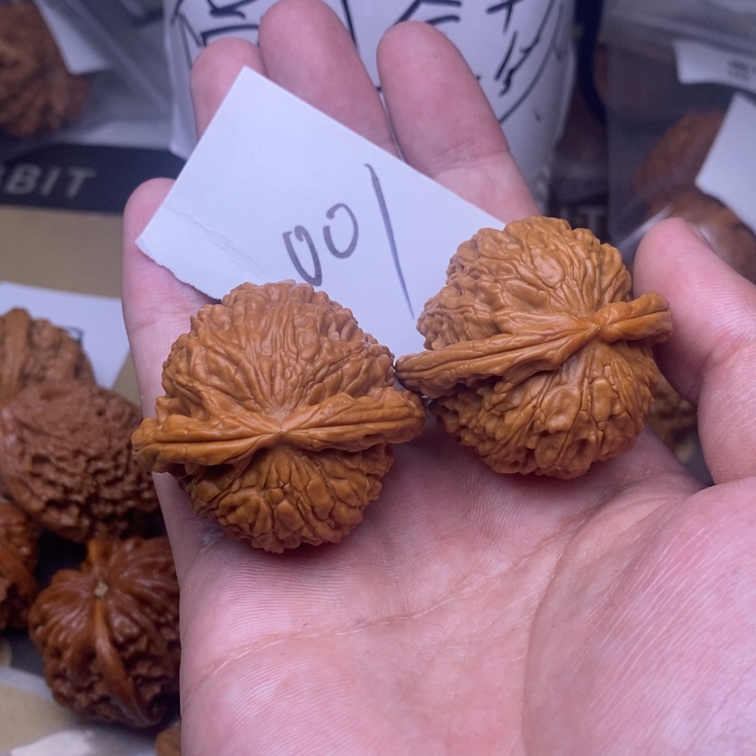 核桃41白狮子尺寸，001