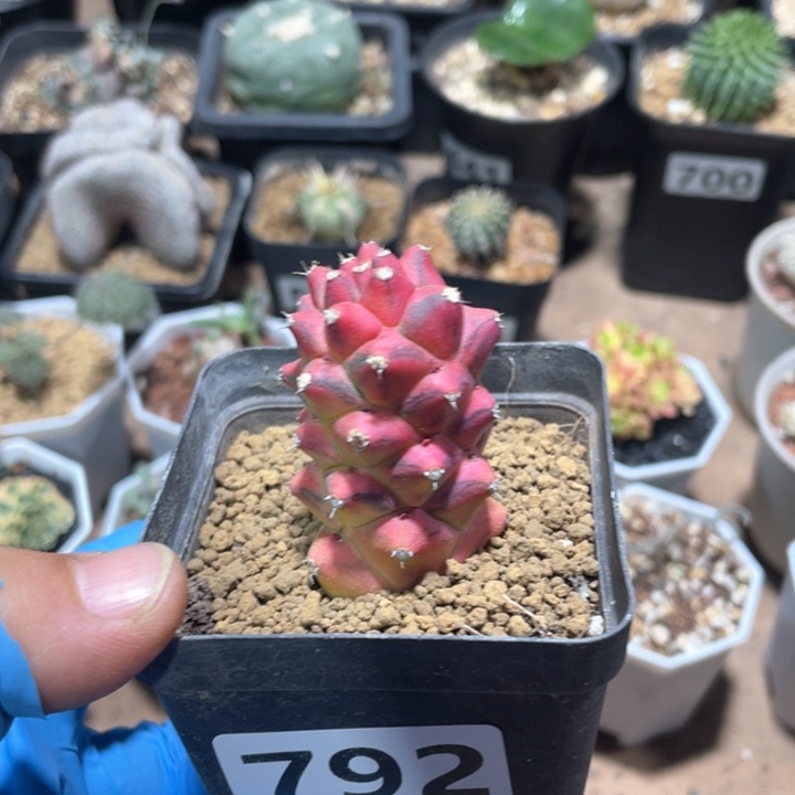 792将军阁自然锦