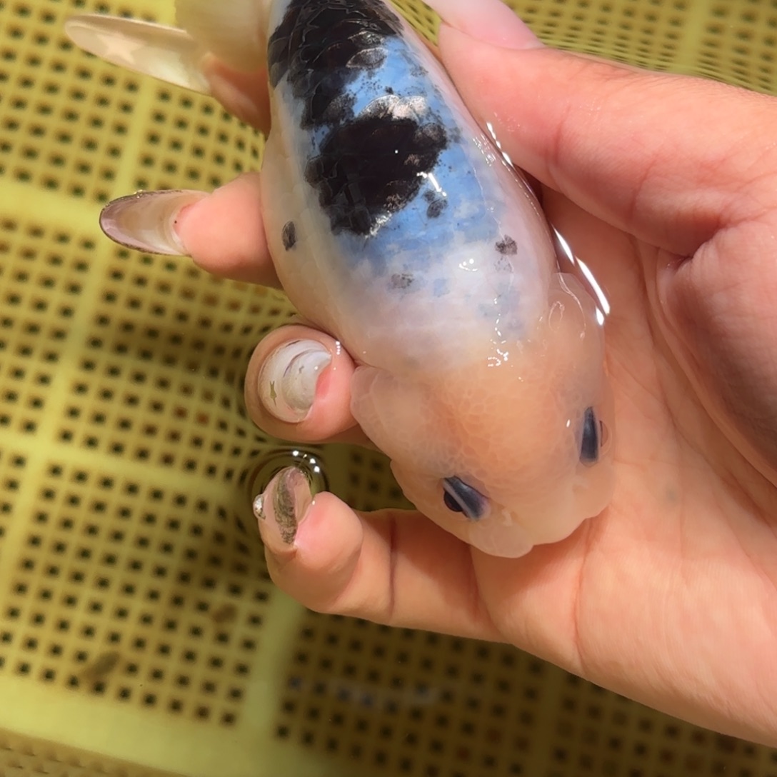 纳****金鱼拍包装包装，不拍包装运费到付