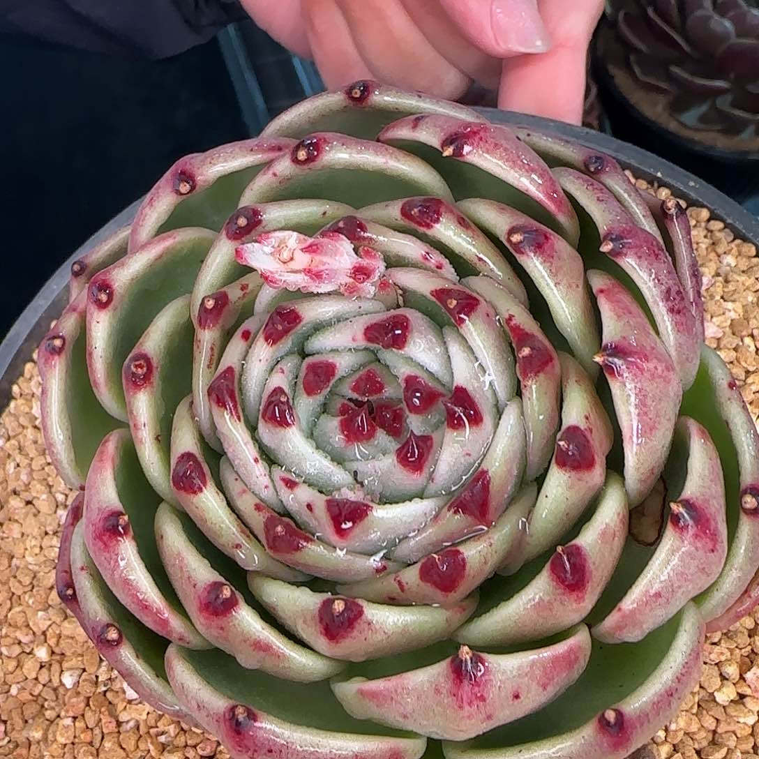 从前慢甄选多肉编号蓝龙