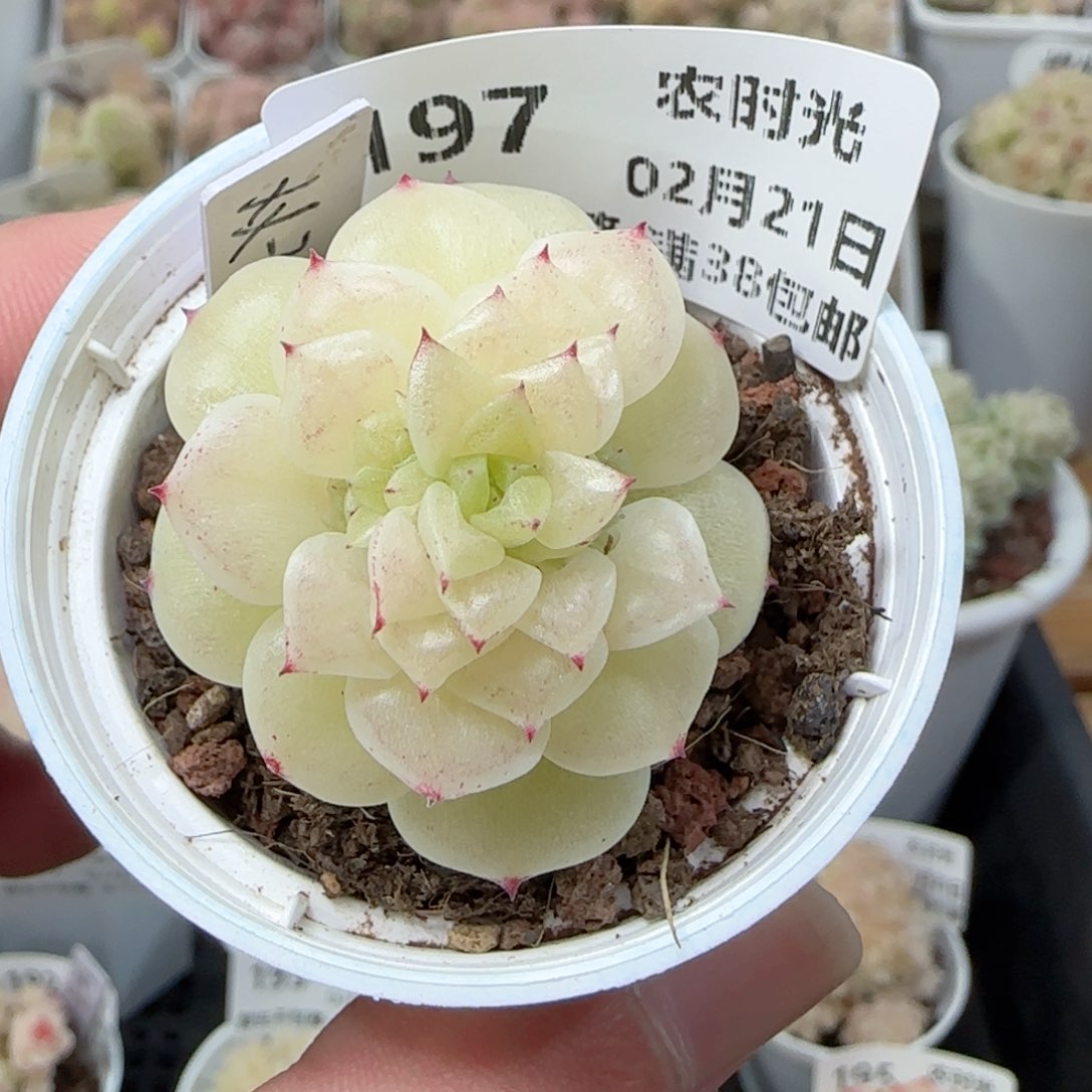 0221-197（XX-3）麦秆