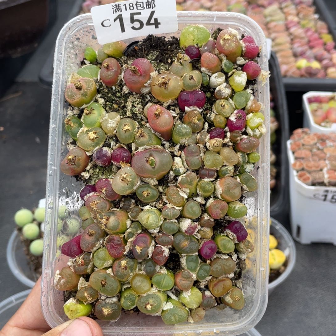 红陶00000000000154