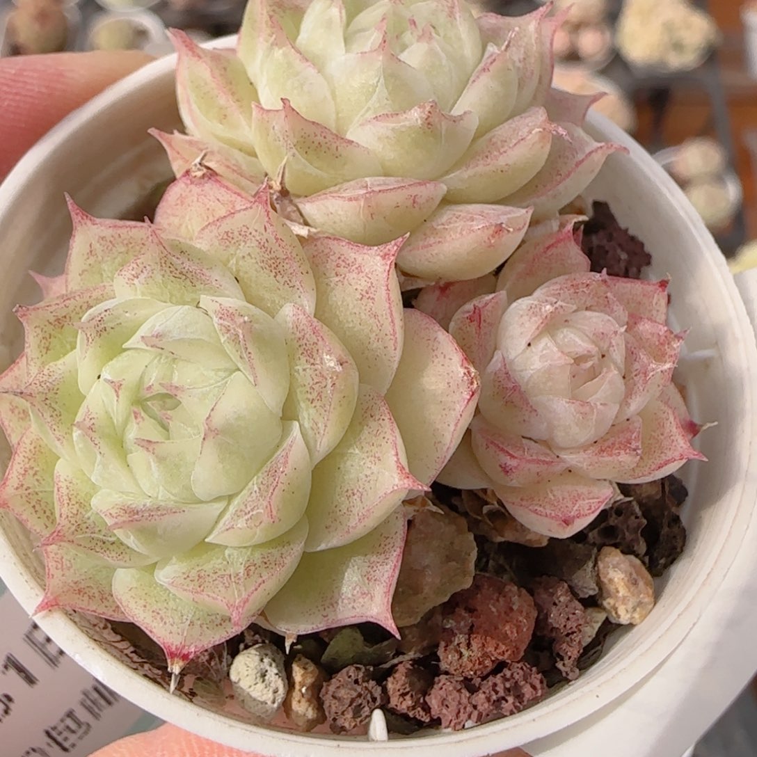 花语多肉1231-189散