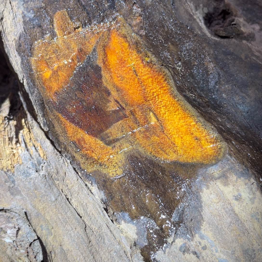 小***样贡木原料加工定制