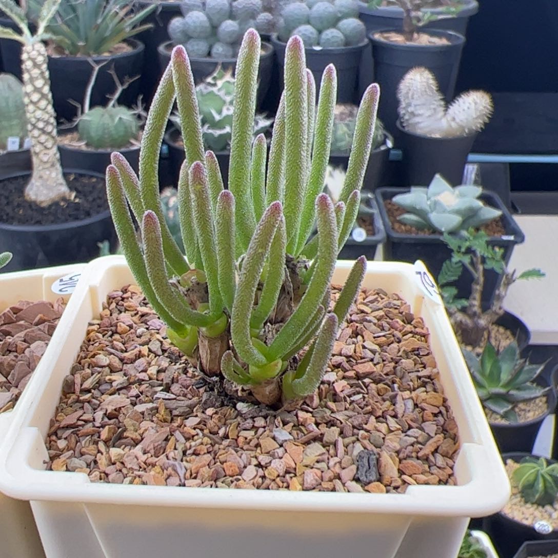 碧光环小兔子一物一拍