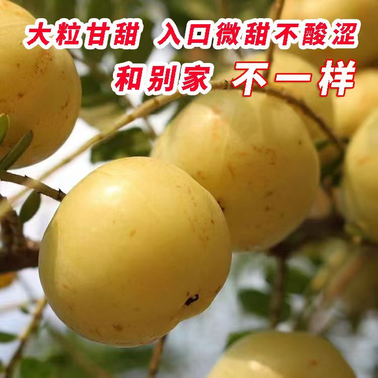 潮汕鲜甜油甘崩坎余甘果大粒甘甜无渣余甘果油柑子话梅油柑可水果