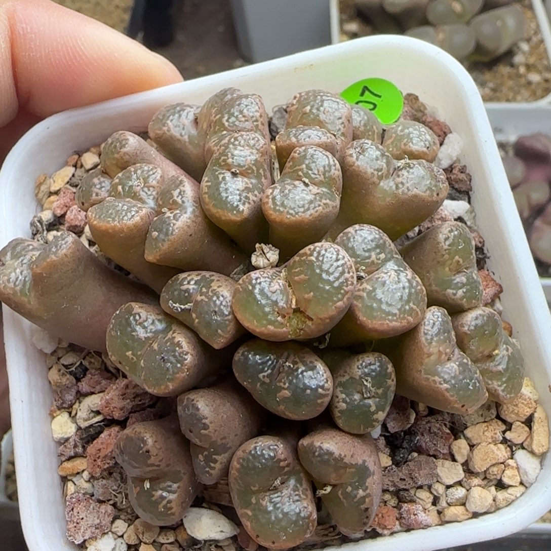 泡泡勋章大群生多肉107