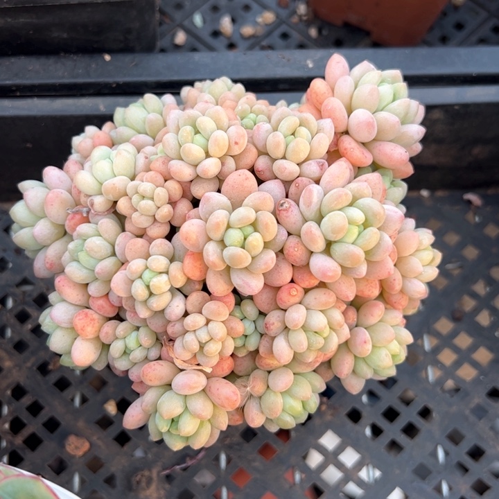 幸运的是我的朋友