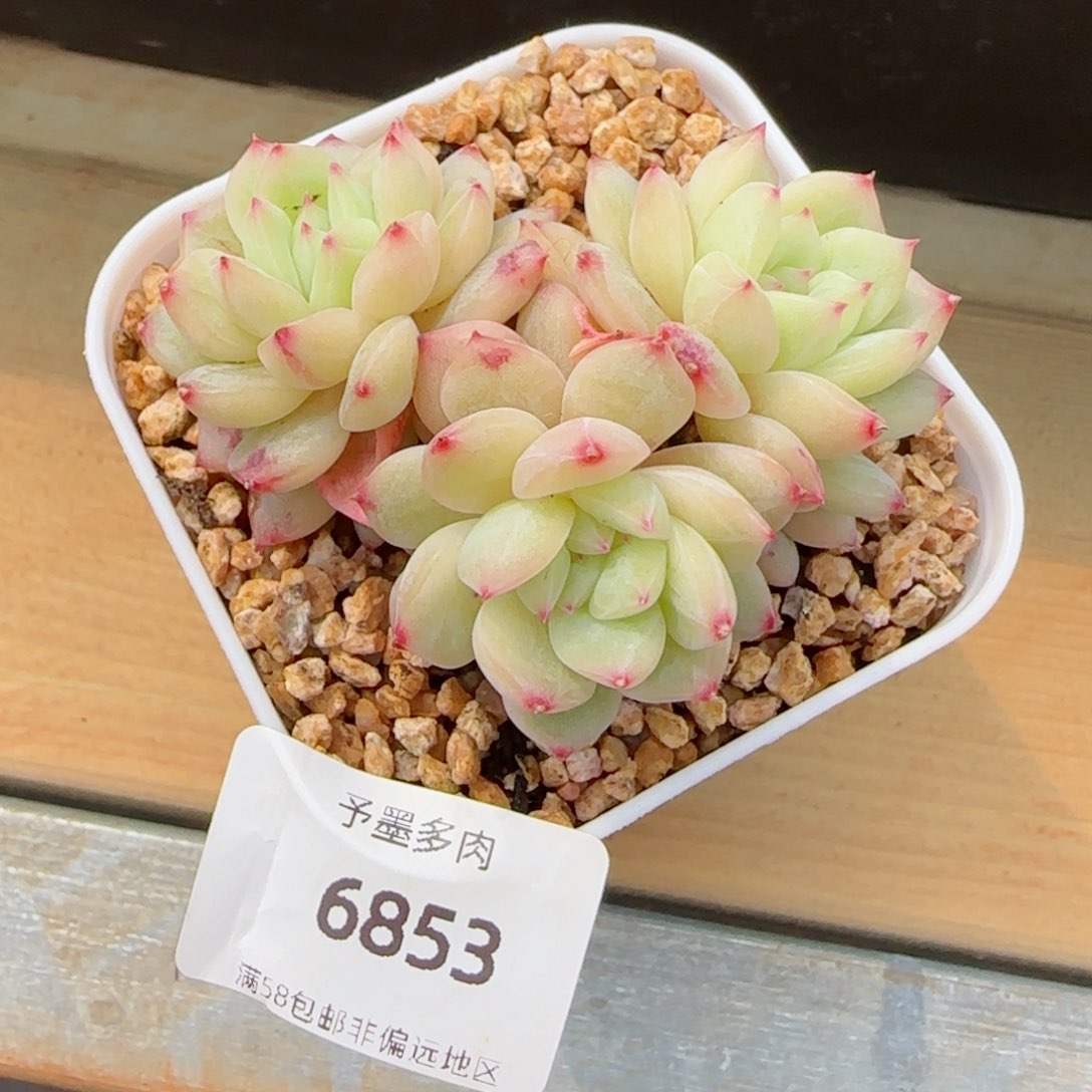 寒绯群，6853多肉植物
