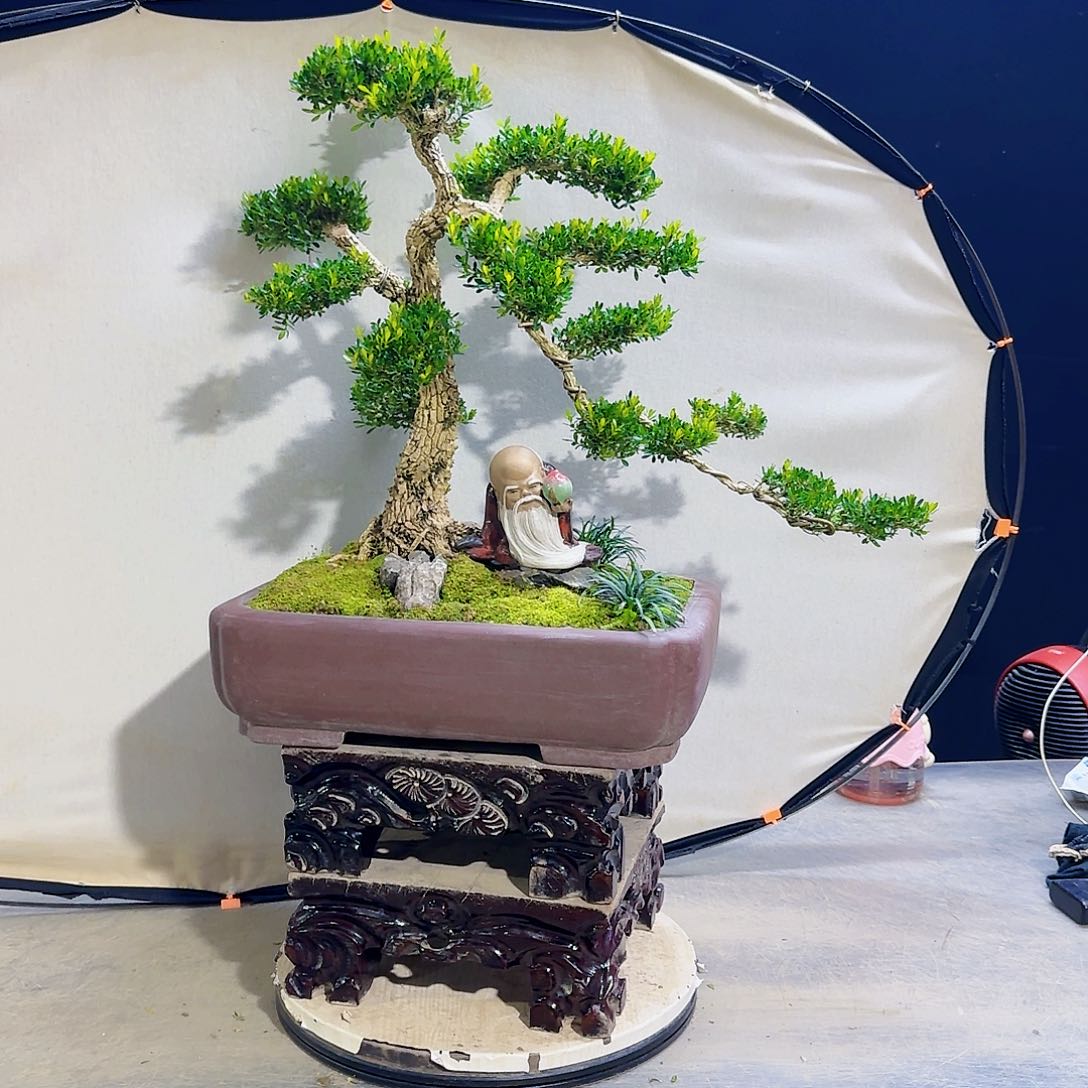 高端黄杨盆景艺术