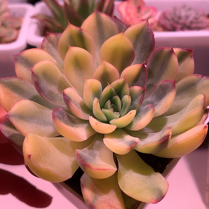 猎户座锦锦锦锦锦锦