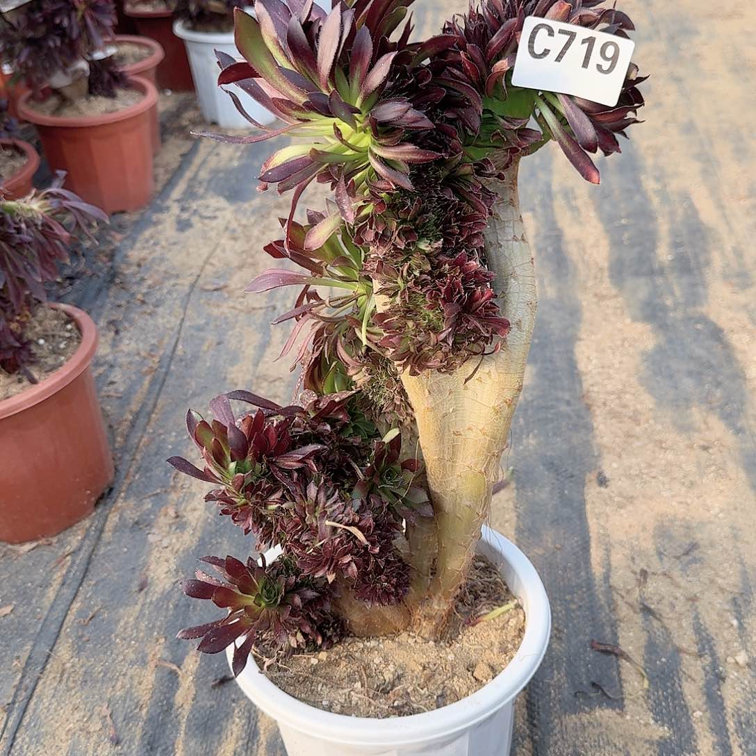 719黑法师一颗呀呀