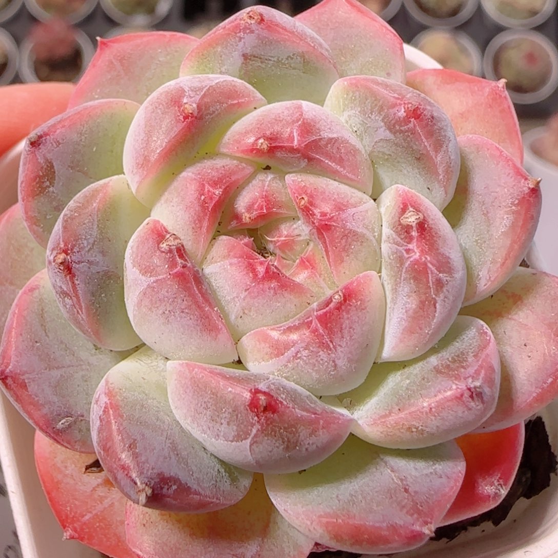 花语多肉1204-210溏心