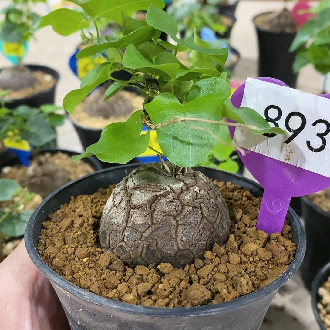 南非龟甲龙龟甲龙