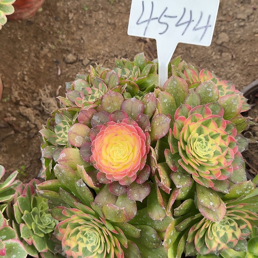 4544海王多肉法师多肉