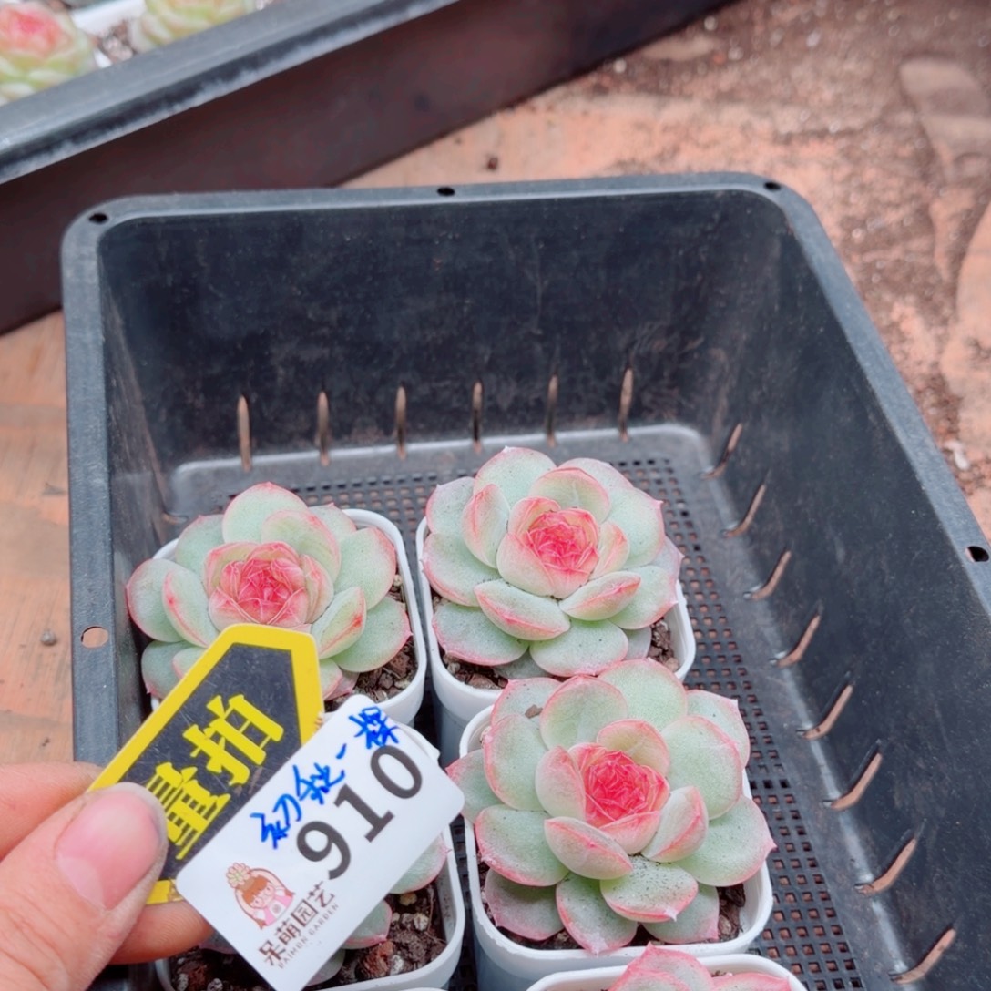 多肉植物多肉植物
