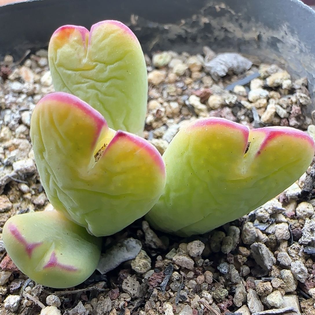 大年初三快乐23281