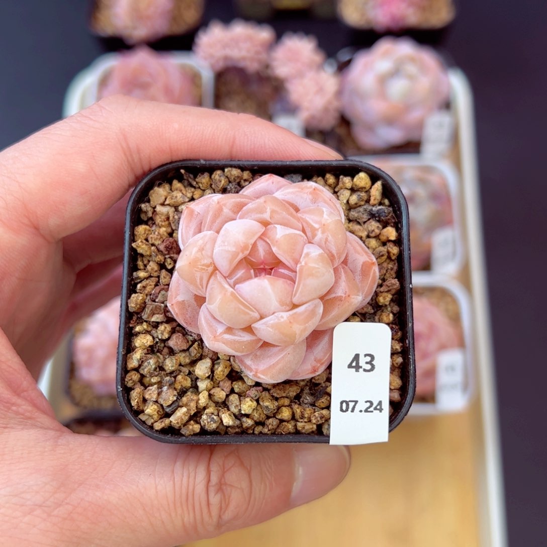 茶卡43、哈哈哈哈哈