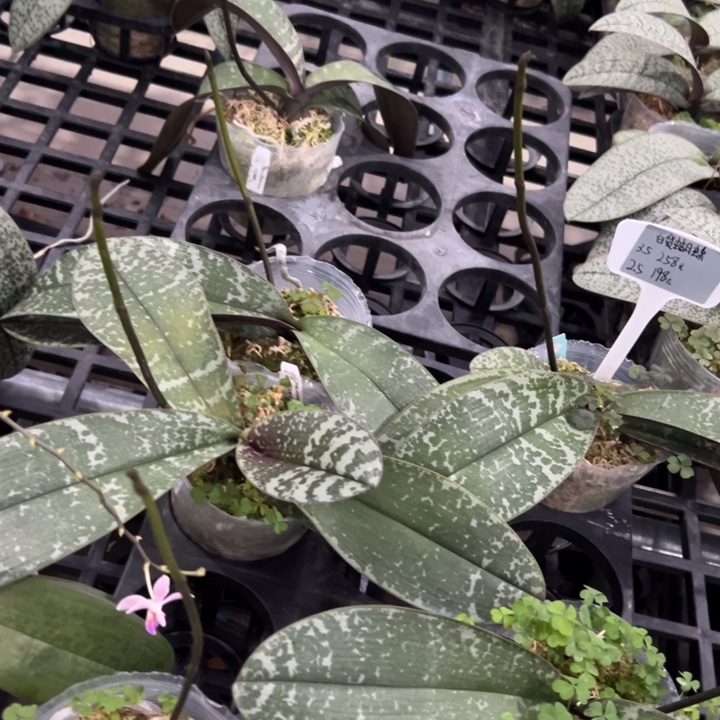 不开花植物百花蝴蝶