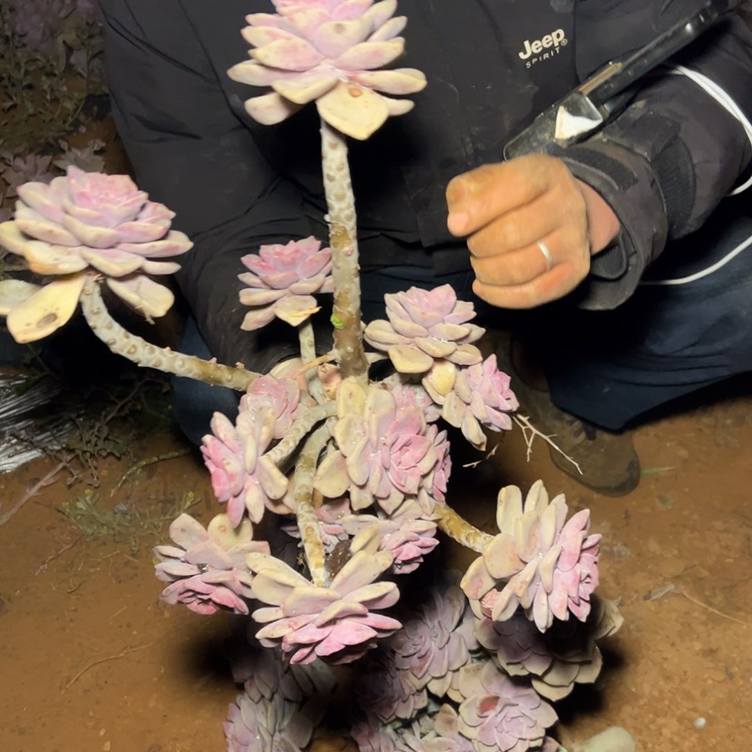 紫乐老桩多肉2棵发货