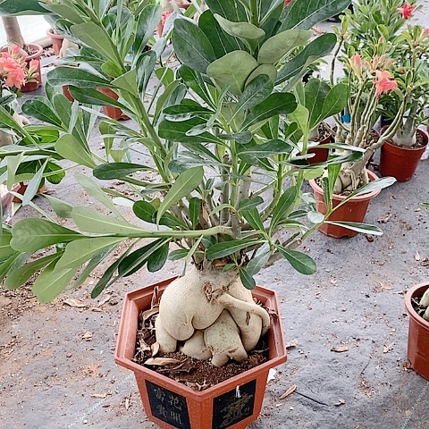 【闪购商品】无花朵源