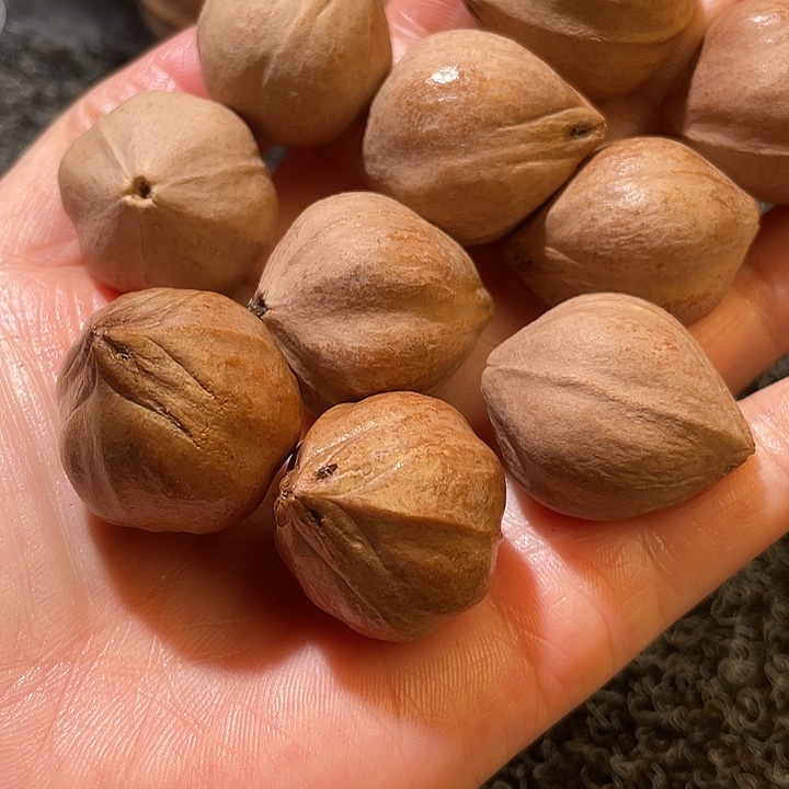 一***人橄榄核吊坠2.4✖️2.9