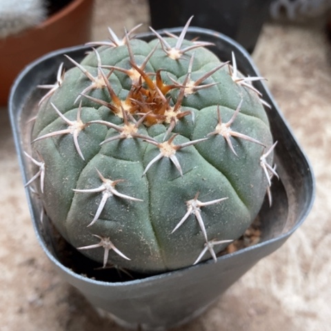 猫爪仙人球30米仙人球