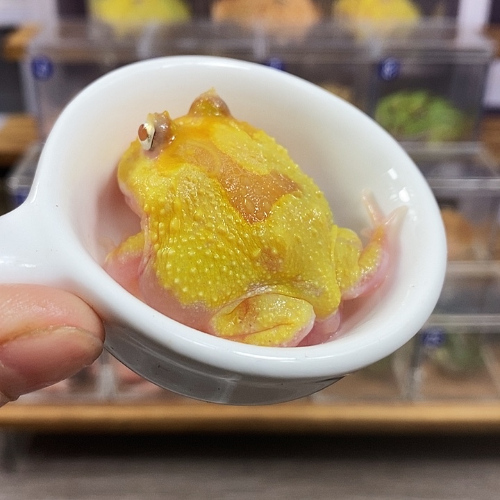 角蛙948号双基因蛋黄变异