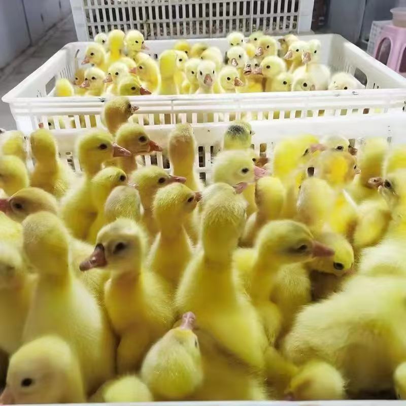 大三花肉鹅、宠物，顺丰包邮到家