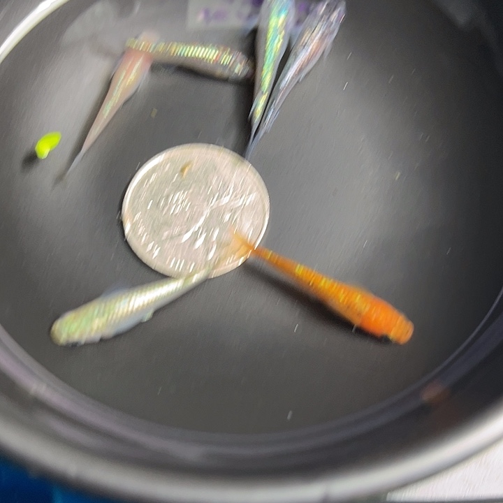青鳉鱼星光6条41号