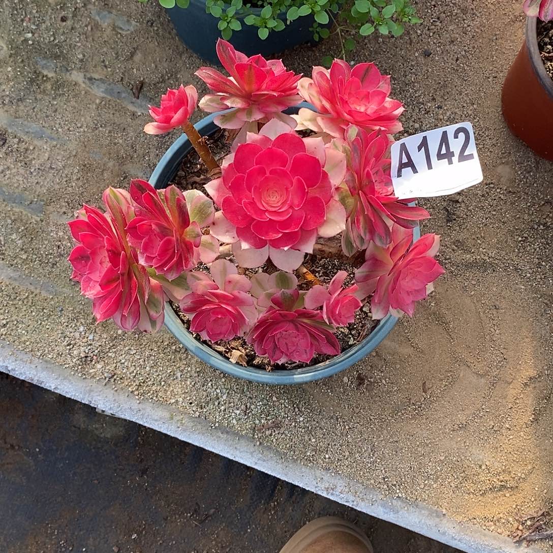 冲***姐青城多肉法师142多肉法师