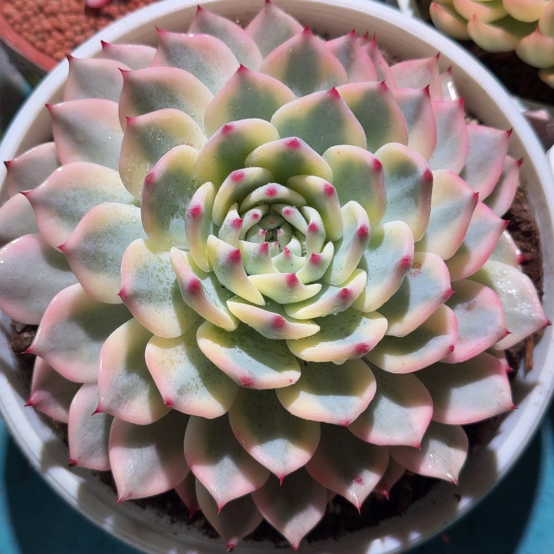 吉娃娃锦，多肉植物