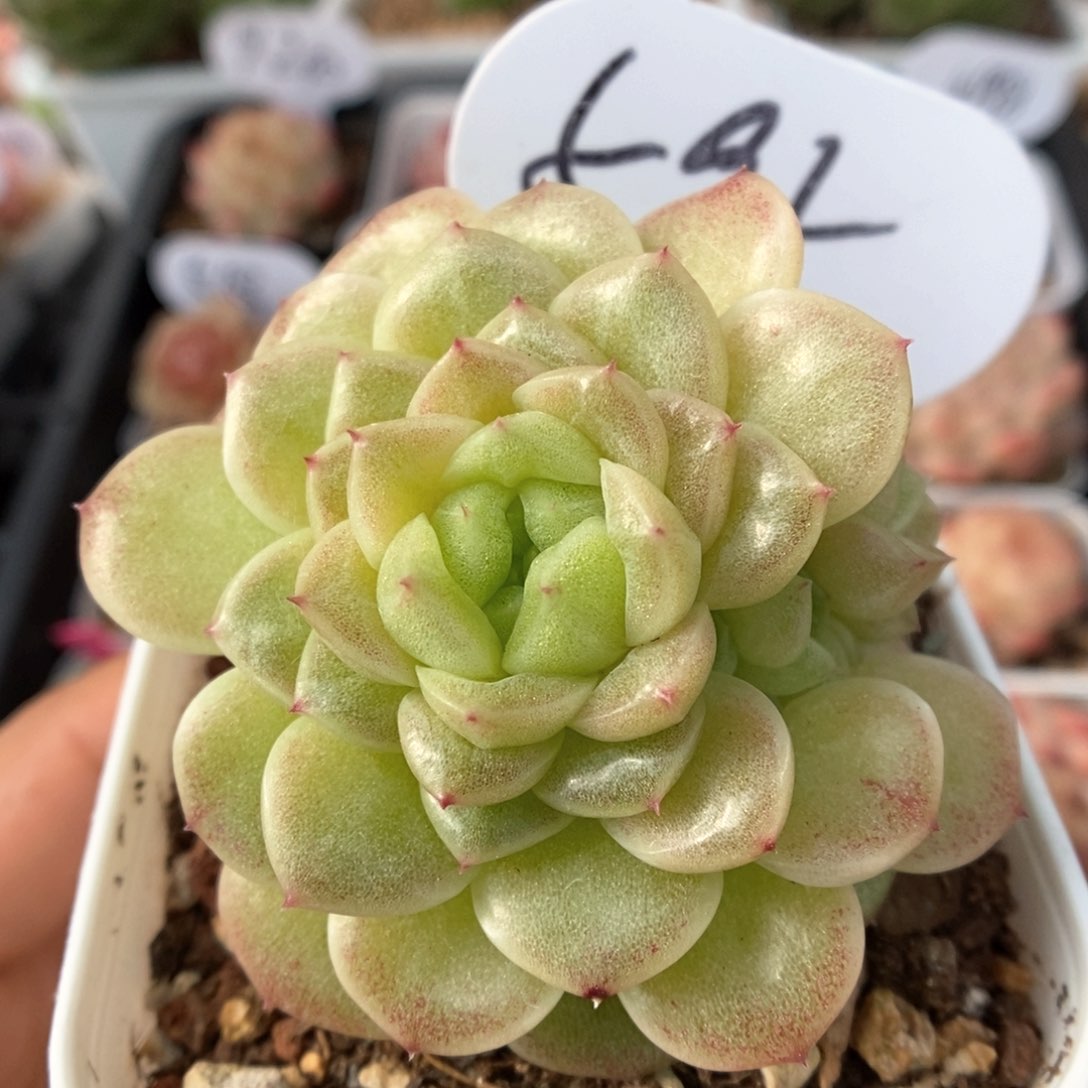 油透麦秆群生595号。