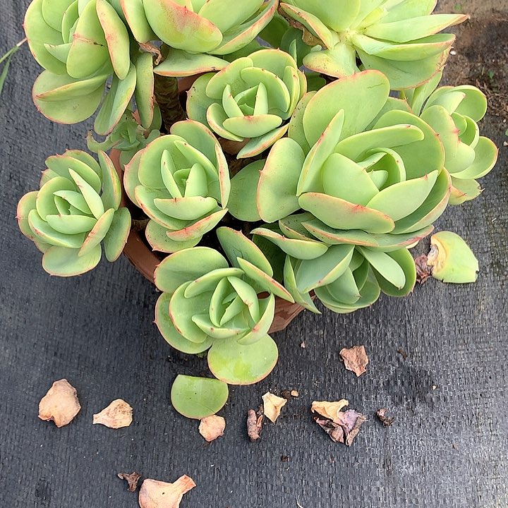 无花朵静***多多肉植物55556